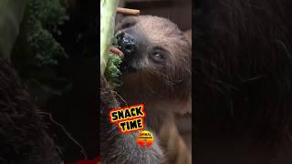 Sloth Baby’s Tiny Tongue in Action