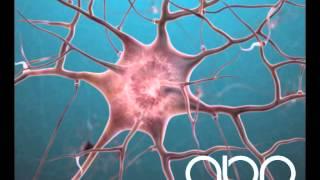 Nervous System - Brain Neuron