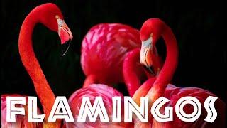 All About Flamingos for Kids: Animal Videos for Children - FreeSchool