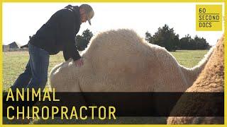 Animal Chiropractor Adjusts Lions, Camels & Snakes