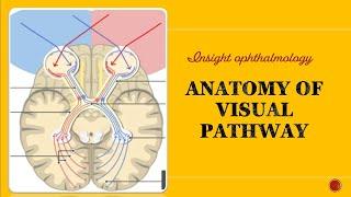 VISUAL PATHWAY ANATOMY | optic chiasm and Pituitary|| Meyers and Baums loop