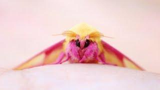 Rosy Maple Moth - Animal of the Week