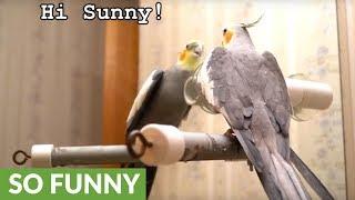 Listen to what this brilliant talking cockatiel can say