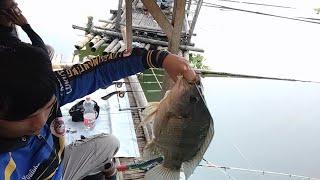 NGERIIII ..kalau tau endingnya seperti ini tak seharusnya bawa bapak kesini || mancing mania