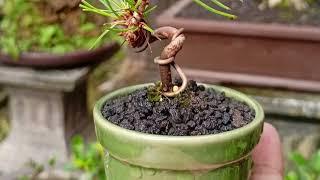 Inspiration bonsai japanese black pine