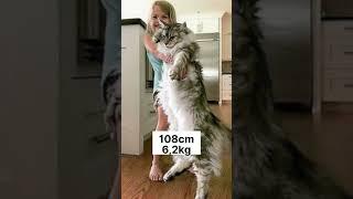 How big is Maine Coon cat female?