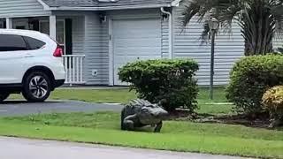 Monster alligator strolling through South Carolina community