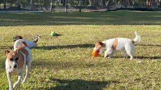 Adam gets the toys out for a play, Poppy is straight on the squeakies!!