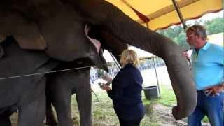 Feeding Elephants.