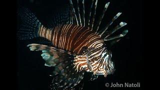 Common Lionfish - Pterois volitans