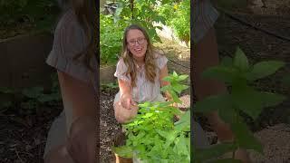 Harvesting Medicinal Herbs