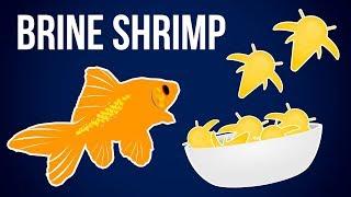 The Ultimate Guide to Hatching Baby Brine Shrimp