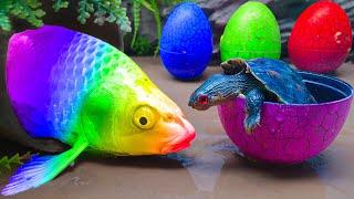 EXOTIC FISH in POND!! StopMotion ASMR - Koi Mukbang Ribbon eel Colorful Primitive Cooking Experiment