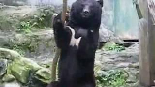 Kung Fu Bear (AMAZING FOOTAGE)