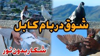 شکار بدون تور | شوق در بام کابل skillful hunter | Wazha Maihan | just watch and enjoy 