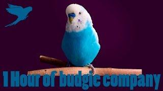 1 Hour VIDEO of budgie company