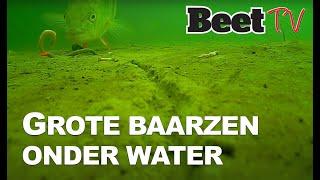 Unieke onder water beelden van azende, grote baarzen  |  Beet