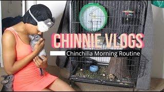 Chinchilla Morning Cleanup Routine