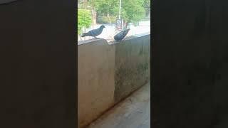 pigeon cute fight! #shorts