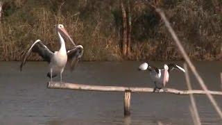 Commonwealth Environmental Water Paiwalla Wetland