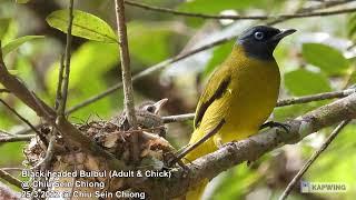 Black-headed Bulbul (Adult & Chick) @ Chiu Sein Chiong 5434