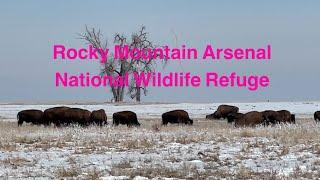 Rocky Mountain Arsenal National Wildlife Refuge