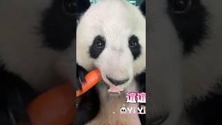 NEW! Panda Yi Yi’s Eating Show #panda #yiyi #cute #eating #pandalover #malaysia #eatingshow #fyp