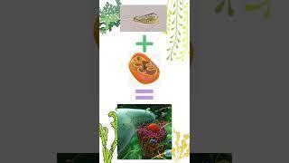 Nitroplast- Nitrogen fixing organelle / Scientistwhoslays/ Niharika Singh