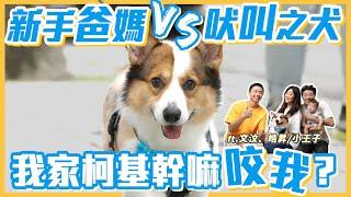 新手爸媽 vs 吠叫之犬   我家柯基幹嘛咬我？｜熊爸估狗