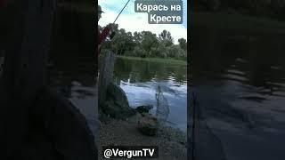 Клюёт карась на Кресте #рыбалка #verguntv #река_днепр #каменское #vlog #фидер #карась #плотва #клев