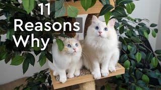 Why You Should Get Two Kittens Instead of One | The Cat Butler