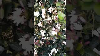 Jasmin