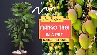 How To Grow Mango Tree In A Pot | Mango Tree Care