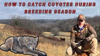 How to Catch Late Season Coyote’s Ep.12 (For Beginners) #coyotes #trapping