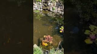 Peaceful Koi Pond #shorts #koi #ponds #peaceful