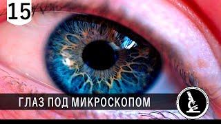 ГЛАЗ ПОД МИКРОСКОПОМ - EYE UNDER MICROSCOPE