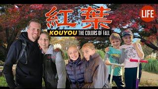 Kouyou: The Colors of Fall in Japan l  | Life in Japan Episode 184