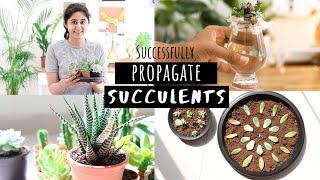 How to Successfully Propagate Succulents | Garden Up