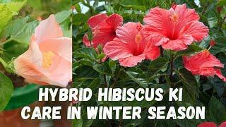 Care and Tips of Hybrid Hibiscus | Winter Season Care | Hibiscus के लिए बेस्ट खाद