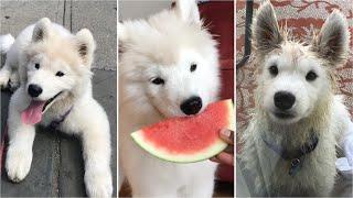 First month with our samoyed puppy | Naughty and cute moments