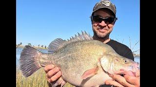 Taylors lake, morning session for a tank Yellowbelly and some junior cod !