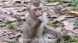 Abandoned Baby Monkey Rojo upset  after Plays with Friends