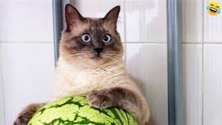  Funniest Cats And Dogs Videos  - Best Funny Animal Videos 2024 Part 1