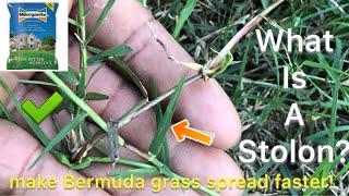 What is a stolon? plus how to make Bermuda Lawn spread faster.