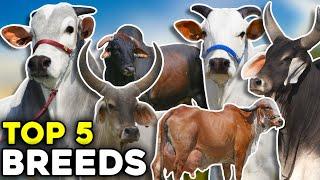 5 most important Zebu breeds in the world