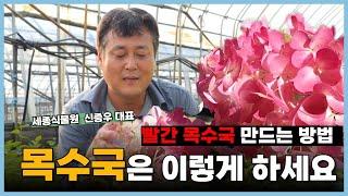 목수국은 이렇게 하세요! 빨간 목수국 만드는 방법? 목수국 개화 초보자도 쉽게 수국 키우는 방법  / 세종식물원