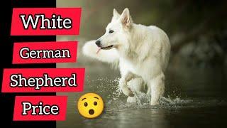 White German Shepherd dog price in India 2021 | White German Shepherd Dog