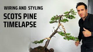 Scots Pine Bonsai Timelapse