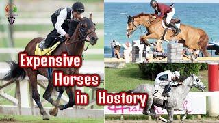 Top 6 The Most Expensive Horses In The World. Rich Horses & Race Champions |rtzone sl|