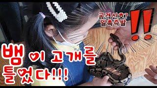 뱀이 공격신호를?! 여주 곤충박물관에서 파충류 공주가 되다! 솔이스토리 / Snakes signal an attack?! At Yeoju Insect Museum...